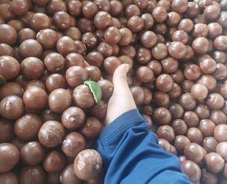 Mắc Ca (đang chuyển đổi hữu cơ)