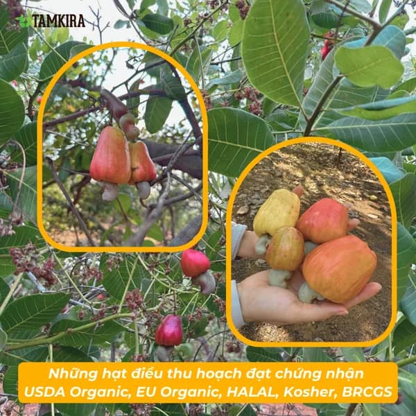 Trang trại Điều hữu cơ Tamkira Bình Phước