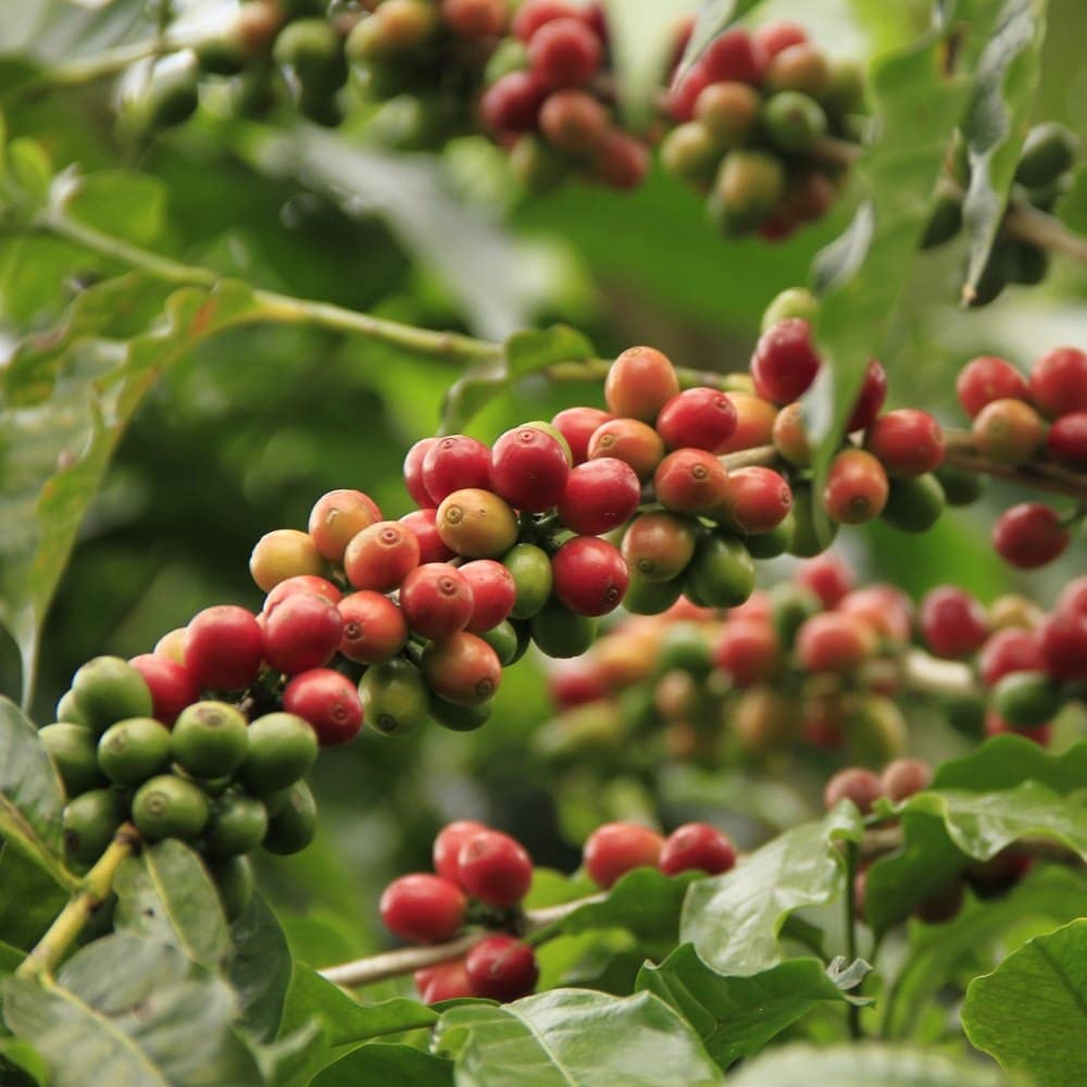 Cà phê Arabica Gia Lai (đang chuyển đổi hữu cơ)